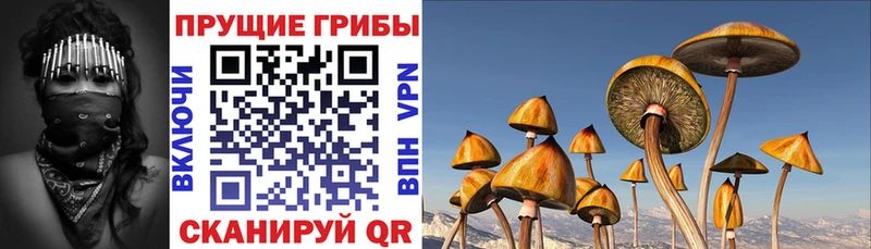 blacksprut ТОР наркотики Шуя Галлюциногенные грибы Magic Shrooms